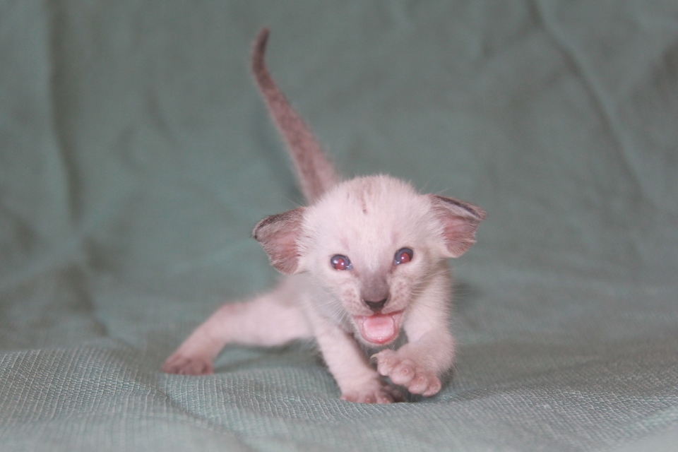 Котята - Элвис - сиамский котенок 