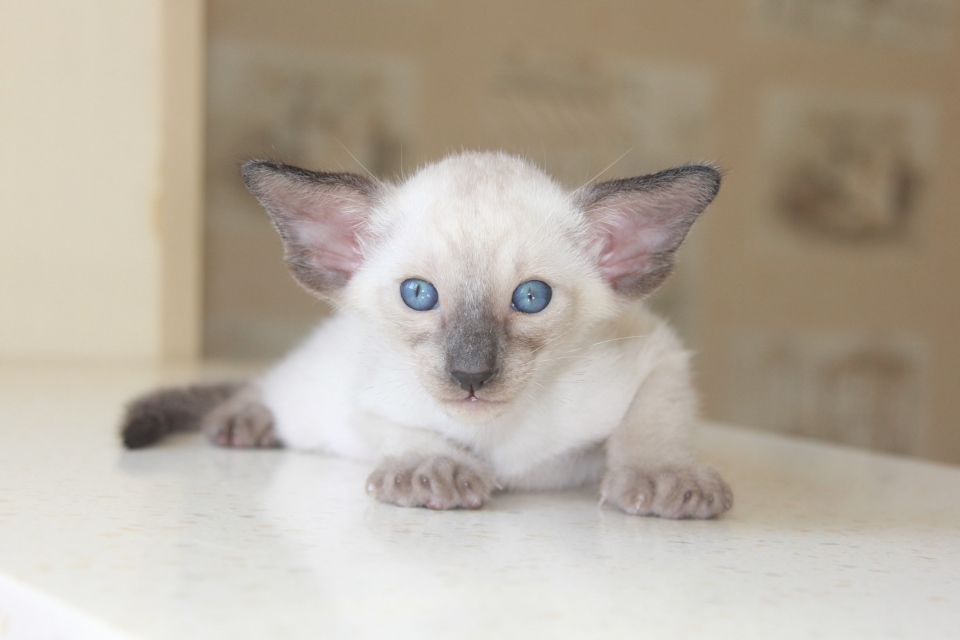Котята - Элвис - сиамский котенок