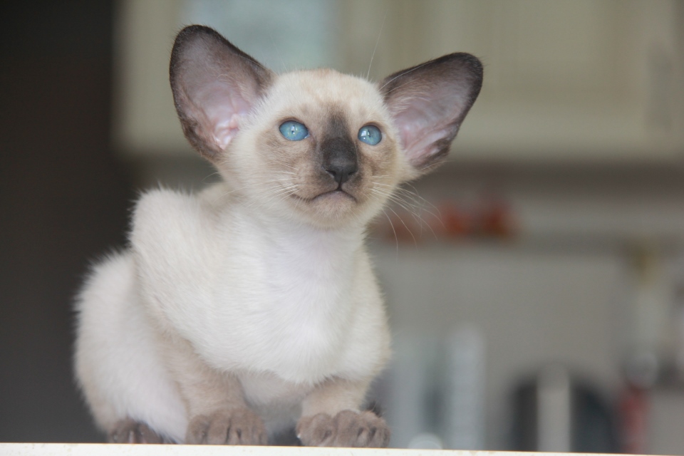 Котята - Элвис - сиамский котенок