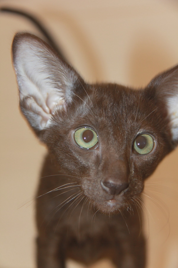 Котята - Эни,шоколадный ориентальный котенок! 