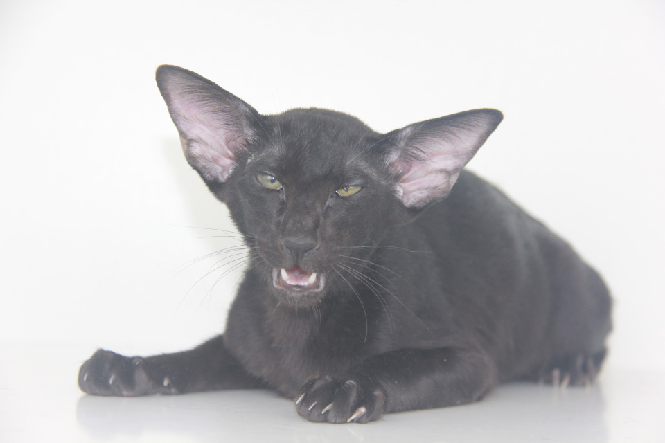 Котята - Эрик, черный ориентальный котенок! 