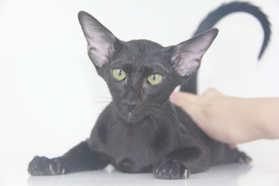 Котята - Ева,черный ориентальный котенок! 