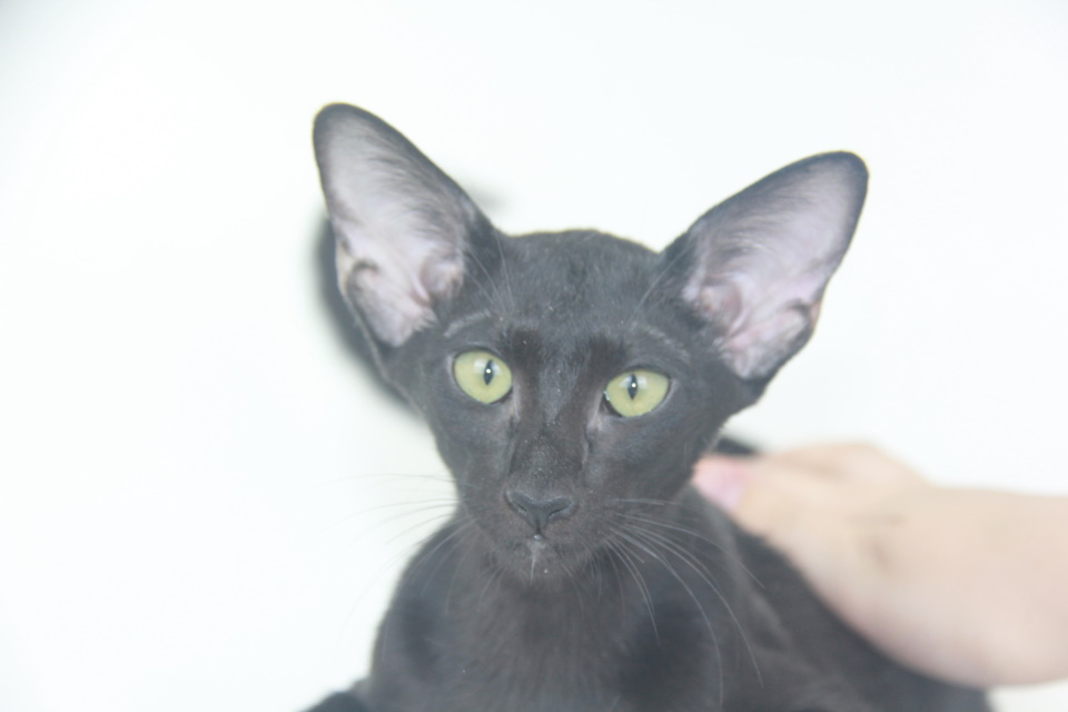 Котята - Ева,черный ориентальный котенок! 