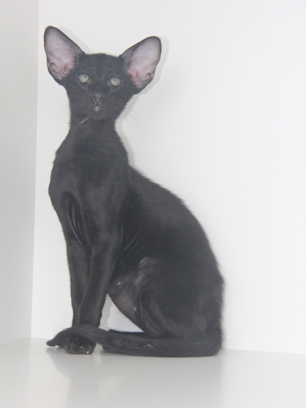 Котята - Флинт,ориентальный котенок, ORI n - черный,эбони! 