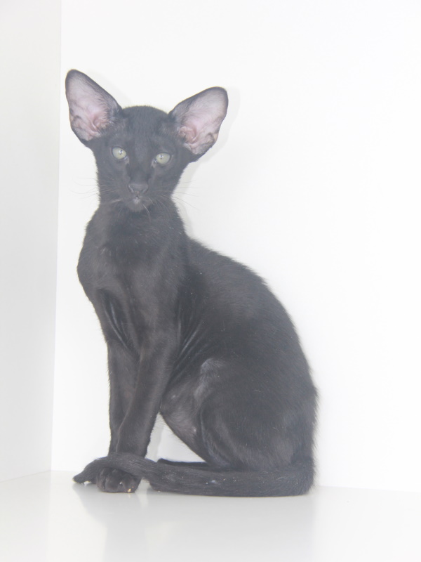 Котята - Флинт,ориентальный котенок, ORI n - черный,эбони! 
