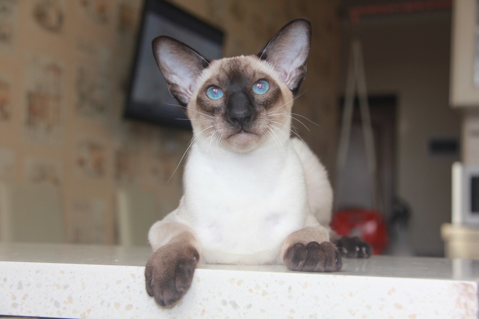 Котята - Форест, SIA n 33 - сиамский котенок ! 