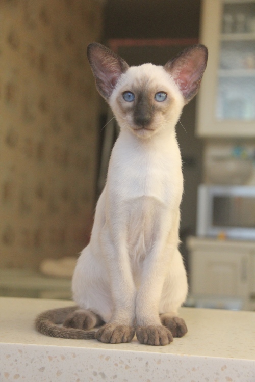 Котята - Форест, SIA n 33 - сиамский котенок ! 