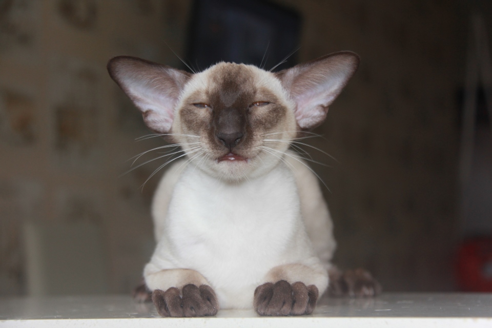 Котята - Фуджи, SIA b 33 - сиамский котенок ! 