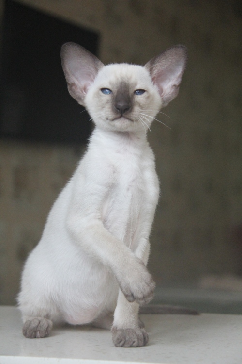 Котята - Фуджи, SIA b 33 - сиамский котенок ! 