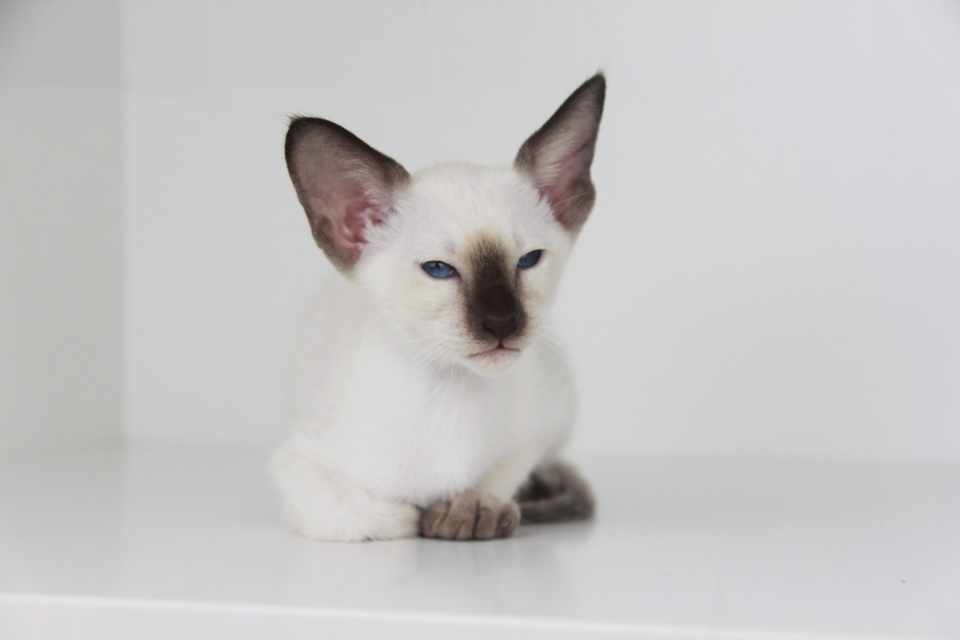 Котята - Габби (Gabby Eastward)	 шоколадный сиамский котенок 
