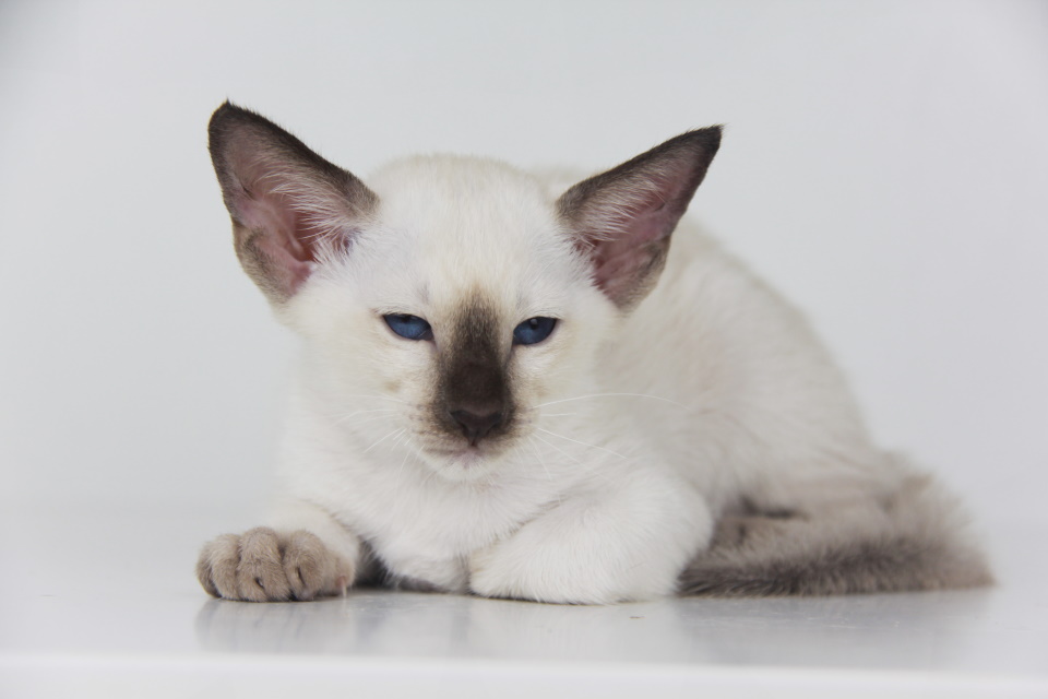 Котята - Герда (Gerda Eastward) шоколадный сиамский котенок 