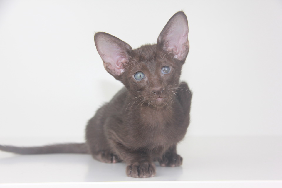 Котята - Джимми (Gimmy Eastward) шоколадный ориентальный котенок 