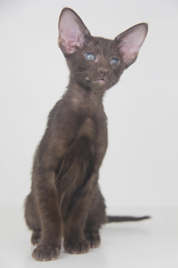 Котята - Джимми (Gimmy Eastward) шоколадный ориентальный котенок 