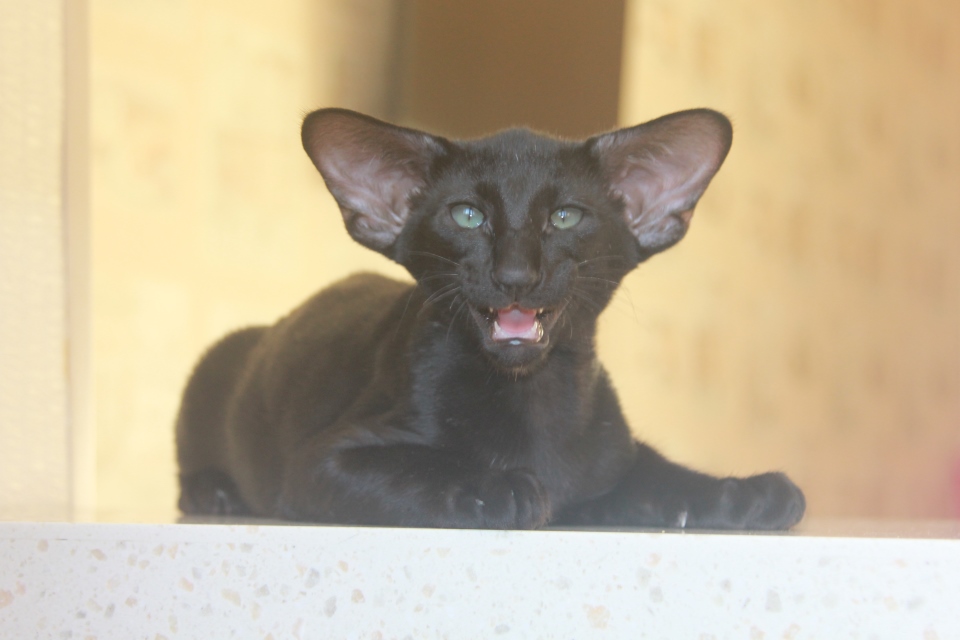 Котята - ГРАФФ (Graff Eastward) черный ориентальный котенок! 
