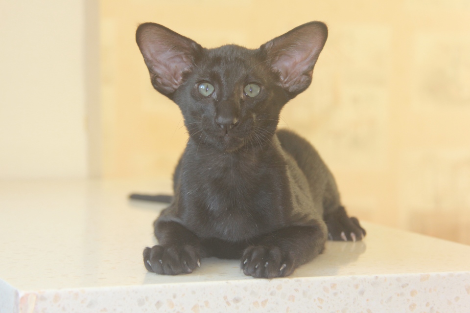 Котята - ГРАФФ (Graff Eastward) черный ориентальный котенок! 