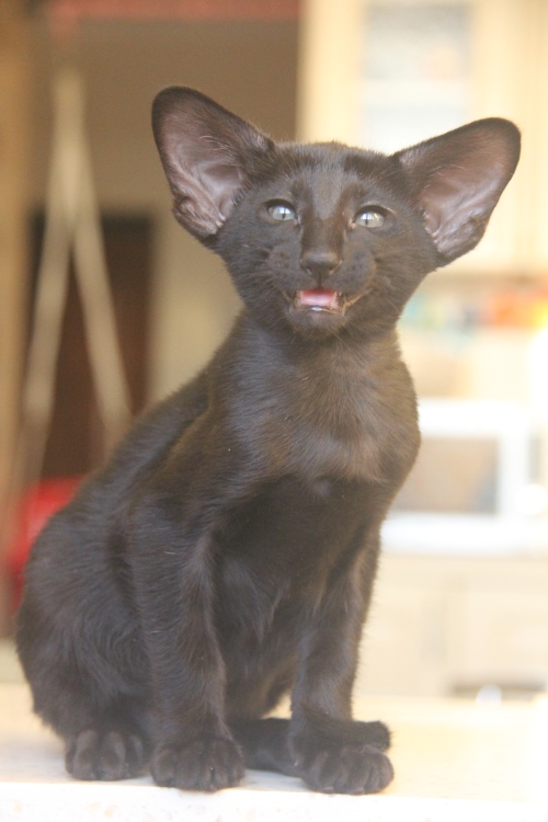 Котята - Грей, черный ориентальный шалун! 