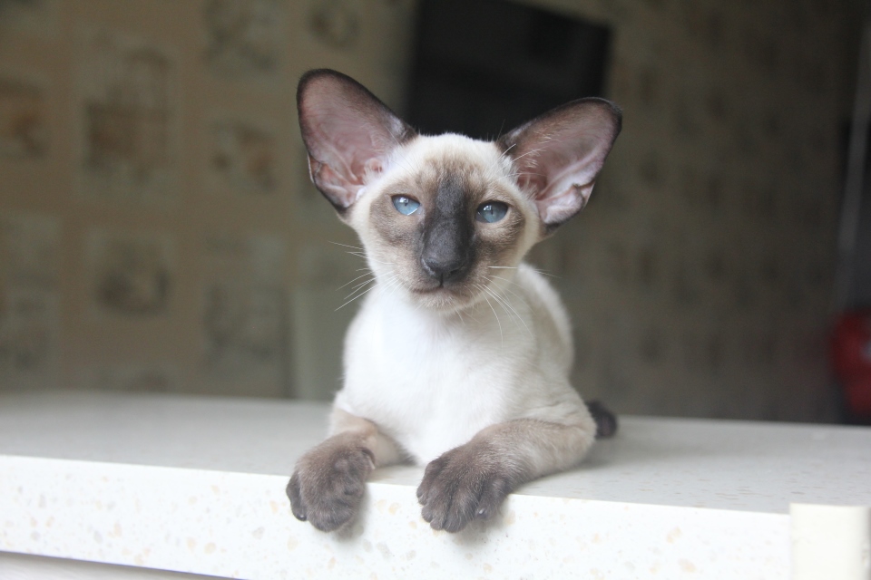 Котята - Хабиби, SIA n 33- сиамский котенок! 
