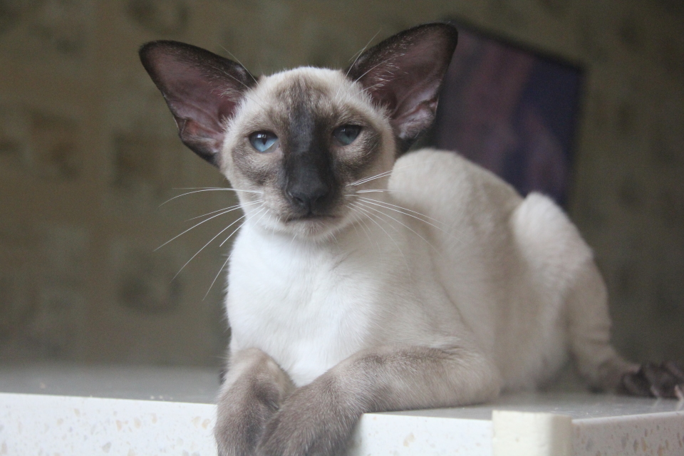 Котята - Хабиби, SIA n 33- сиамский котенок! 