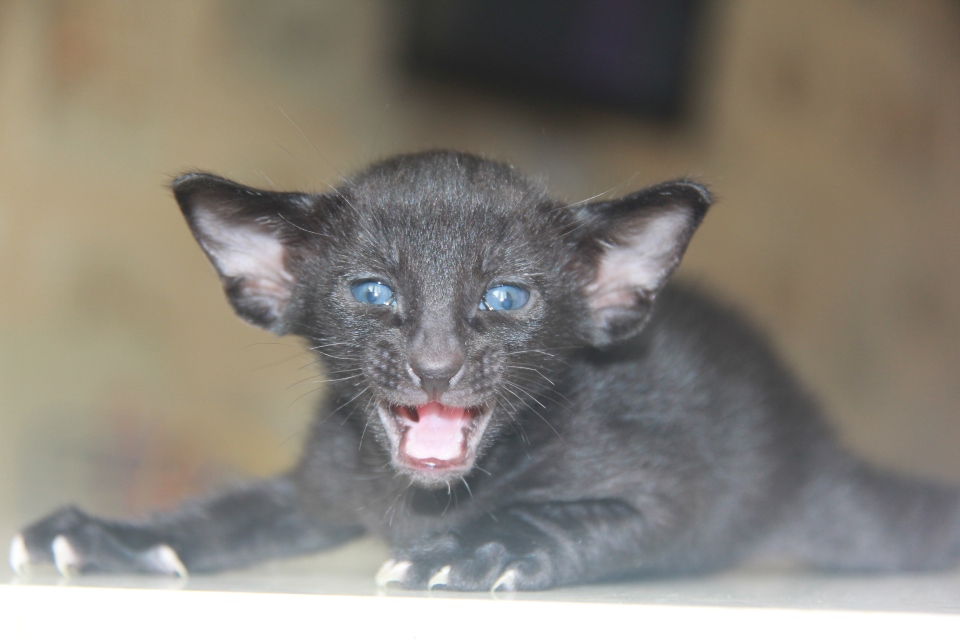 Котята - Hodor, OSH n - ebony, black - black kitten! 