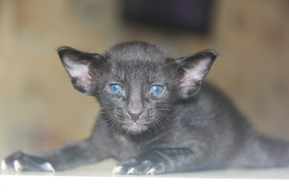Котята -Hodor, OSH n - ebony, black - black kitten! 