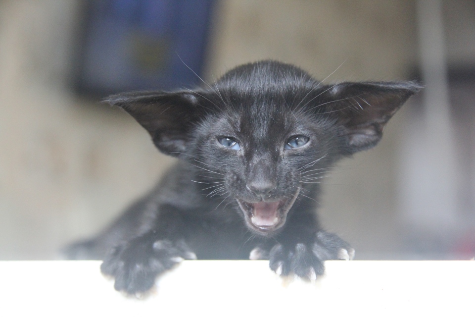 Котята - Hodor, OSH n - ebony, black - black kitten! 