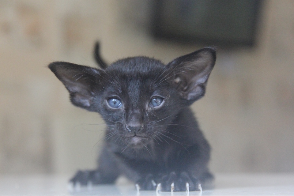 Котята - Honda, OSH n - ebony, black - black kitten! 
