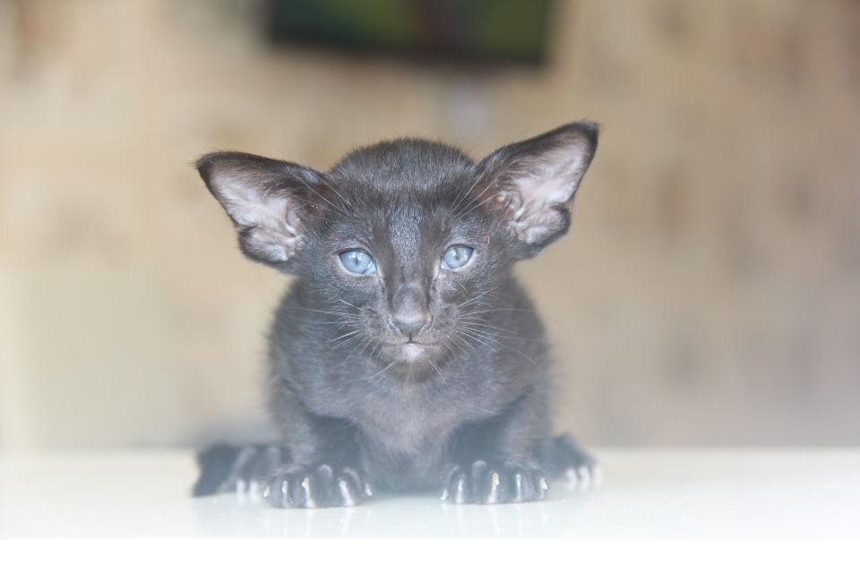 Котята - Honda, OSH n - ebony, black - black kitten! 