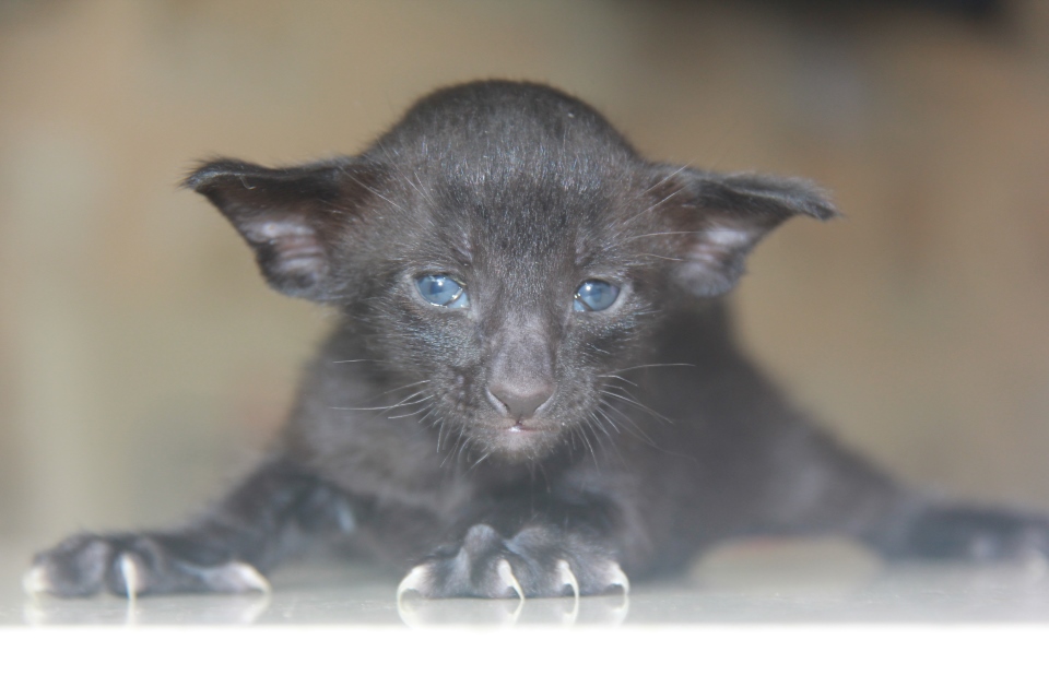 Котята - Houston, OSH n - ebony, black - black kitten! 