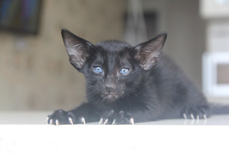Котята - Houston, OSH n - ebony, black - black kitten! 