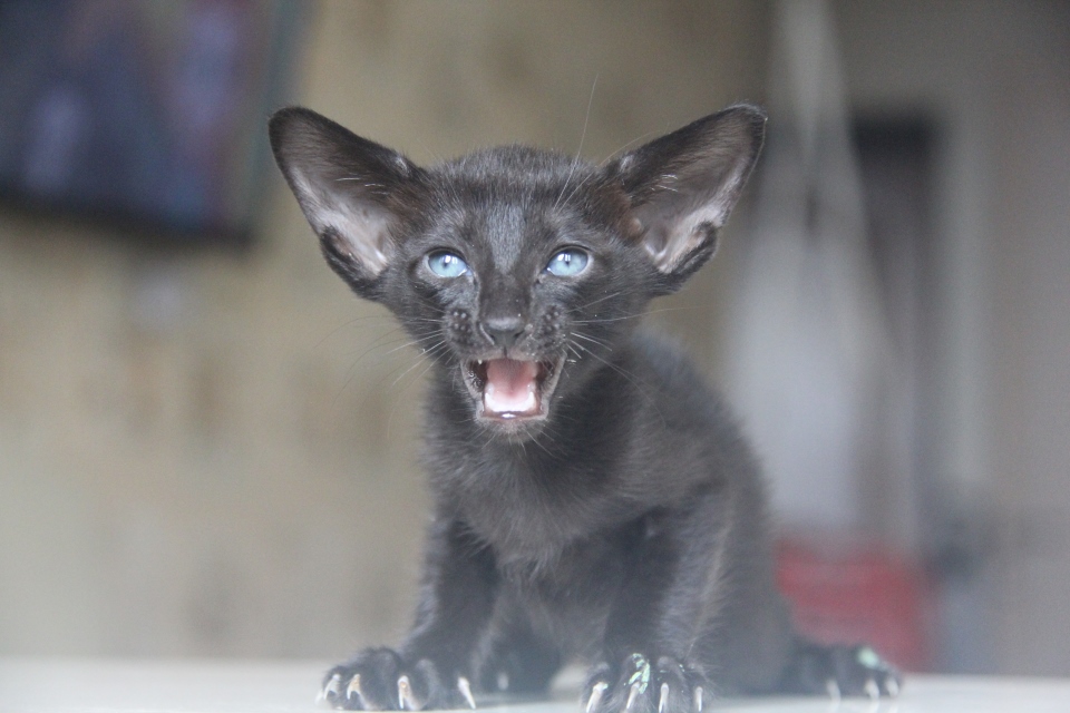 Котята - Infiniti, OSH n - ebony, black 