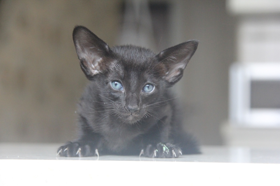 Котята - Инфинити Infiniti черный ориентальный котенок! 