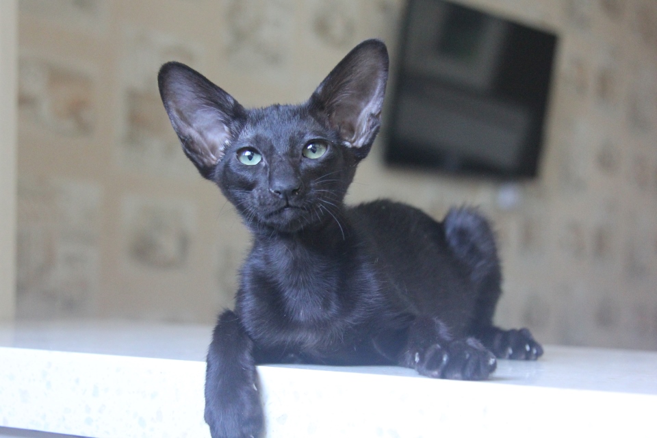 Котята - Инфинити Infiniti черный ориентальный котенок! 