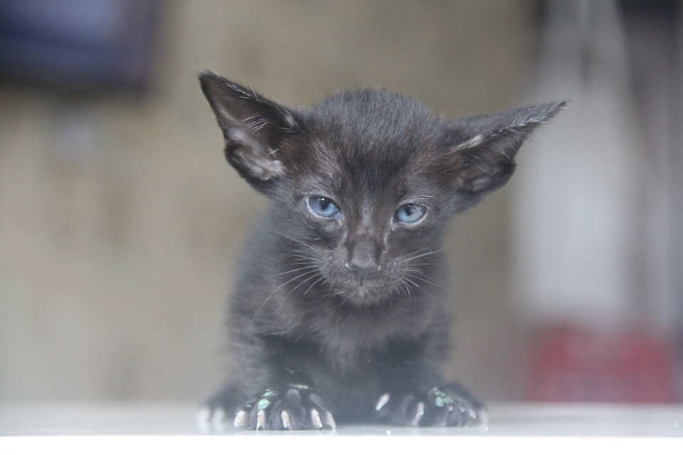 Котята - Ирис, черный ориентальный котенок! 