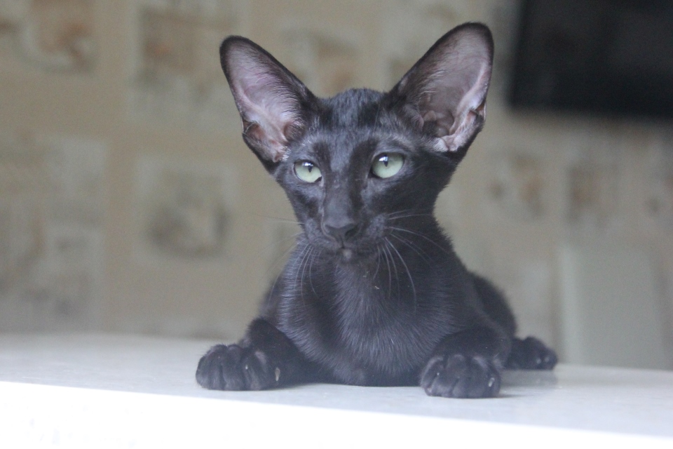 Котята - Iris, OSH n - ebony, black 