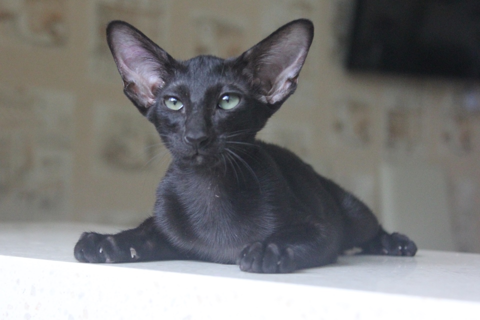 Котята - Iris, OSH n - ebony, black 