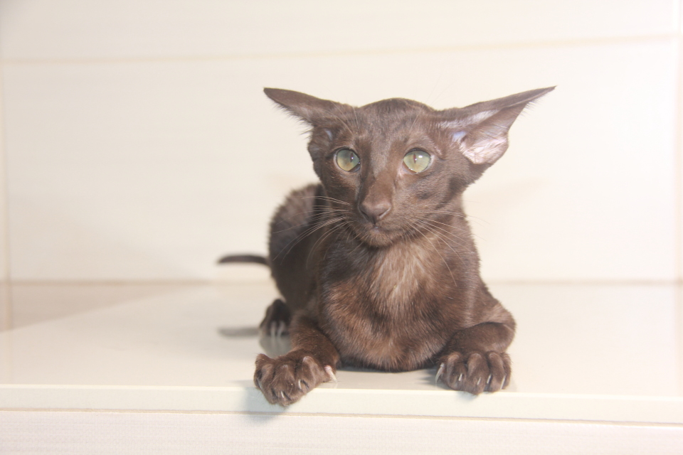 Котята - Ирма,ориентальный котенок, ORI b - гавана, шоколад ! 
