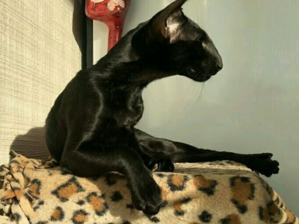 Males - Ориентальный кот Джокер (Joker Hathor).Черный ориентальный кот 