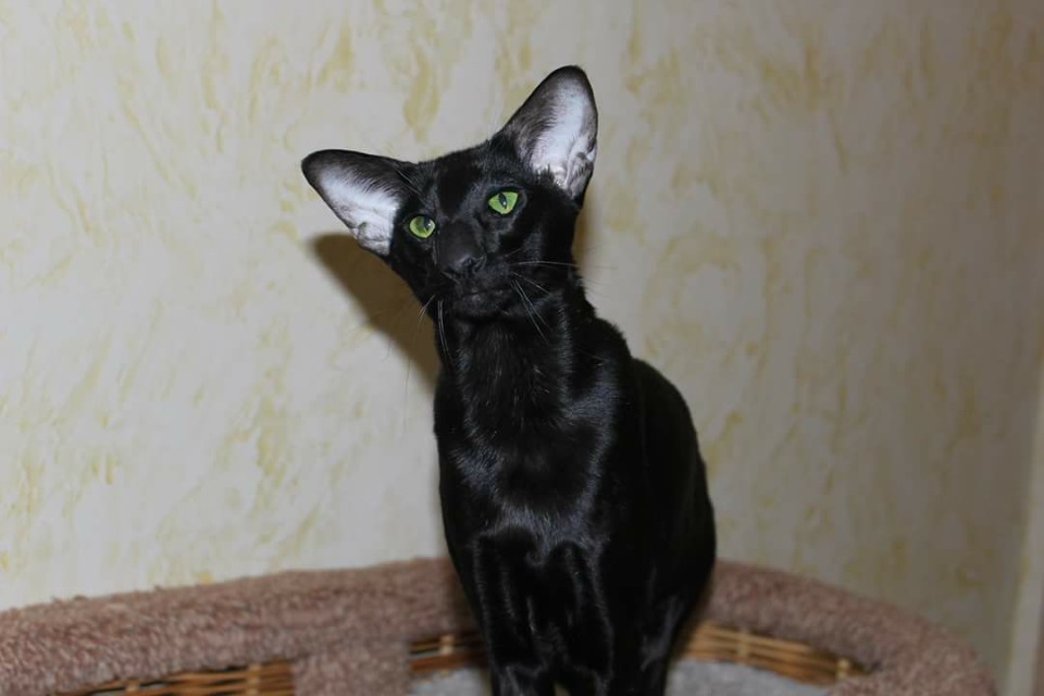Коты - Ориентальный кот Джокер (Joker Hathor).Черный ориентальный кот 