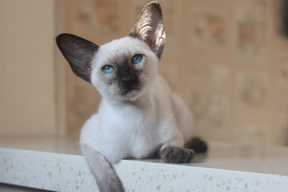 Котята - Кари, SIA b 33- сиамский котенок! 