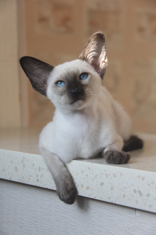 Котята - Кари, SIA b 33- сиамский котенок! 