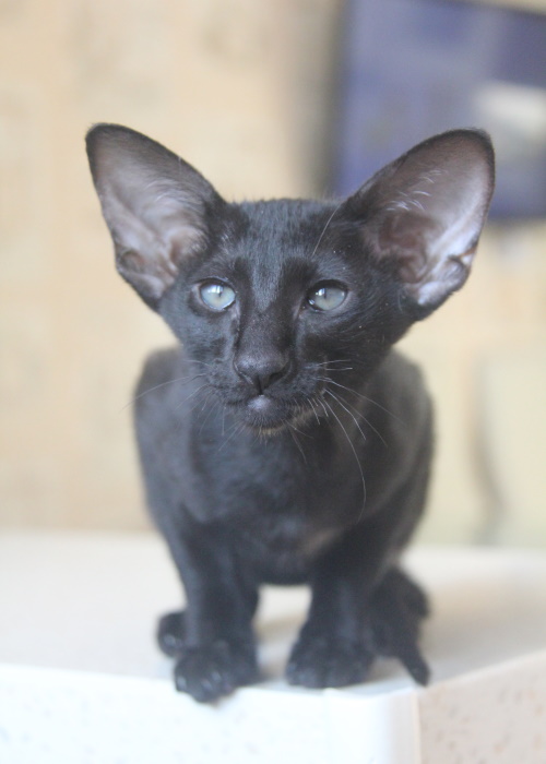 Котята - Кэнди, OSH n  - черный котенок! 