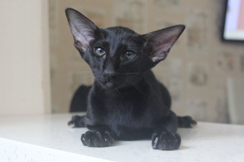 Котята - Кенди, OSH n  - черный котенок! 