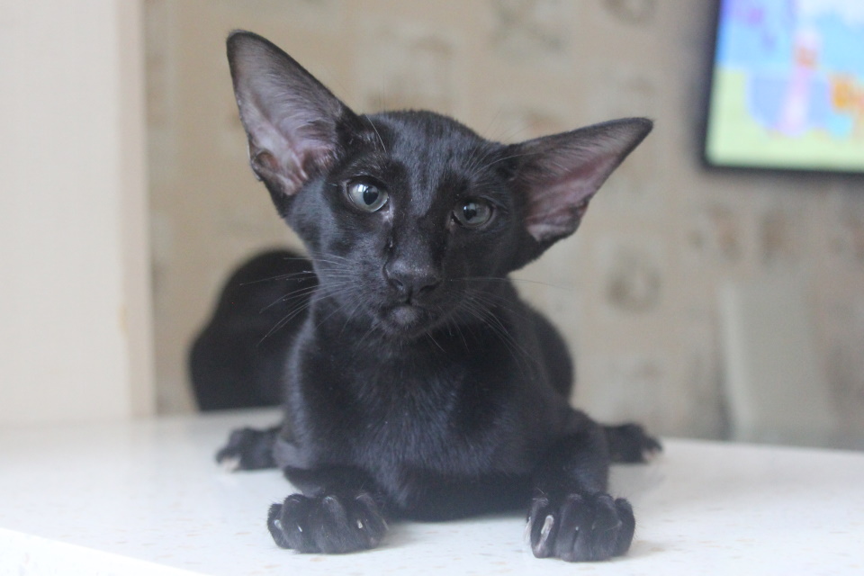 Котята - Кэнди, OSH n  - черный котенок! 