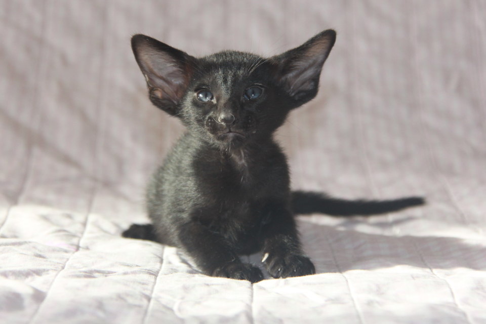 Котята - Layla, ORI n - ebony, black! 