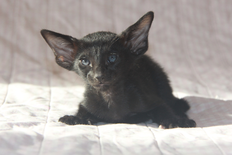 Котята - Laura, ORI n - ebony, black! 