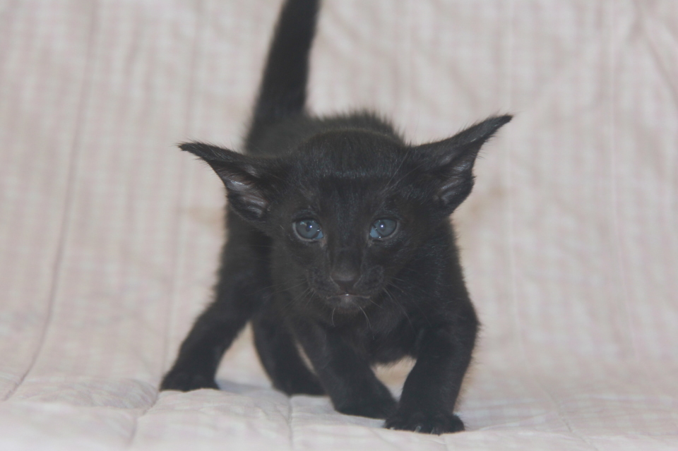 Котята - Limbo, ORI n - ebony, black! 