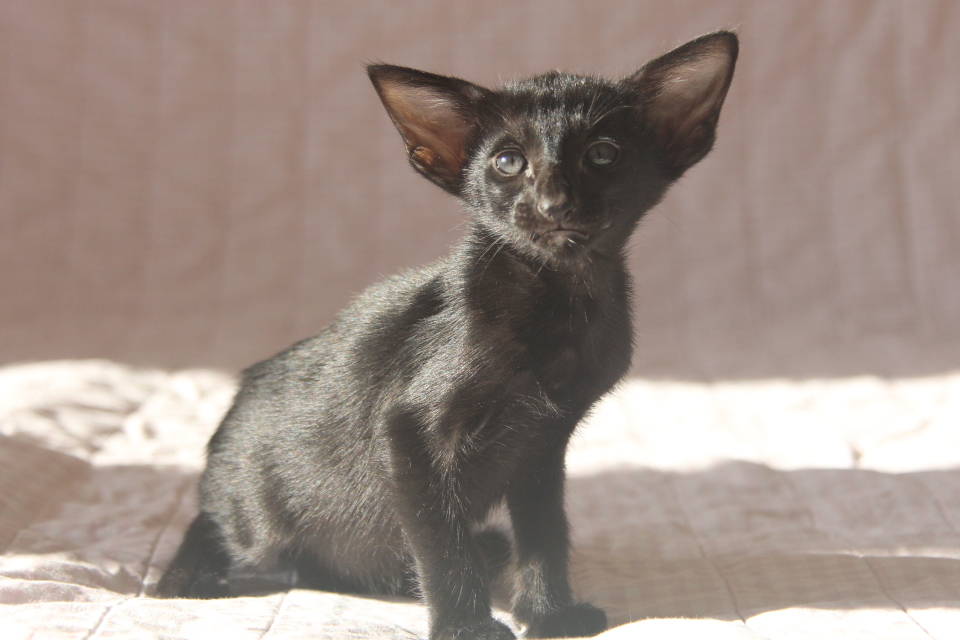 Котята - Limbo, ORI n - ebony, black! 