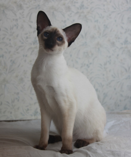Котята - Мамба, SIA b 33- сиамский котенок! 