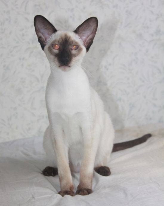 Котята - Мамба, SIA b 33- сиамский котенок! 