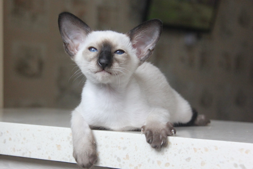 Котята - Нэо,Neo SIA n 33 - сиамский котенок ! 
